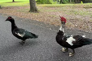 3181 Shag Bark Rd, Connelly Springs, NC 28612 - Photo 36