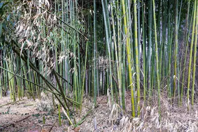 78 and 80 Taylor Street, Asheville, NC 28804 - Photo 6