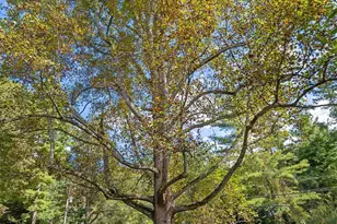 91 Haw Creek Cir, Asheville, NC 28805 - Photo 24