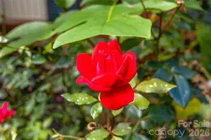 91 Haw Creek Cir, Asheville, NC 28805 - Photo 28