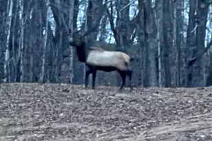 2778 Mule Stomp Rd, Hot Springs, NC 28721 - Photo 22