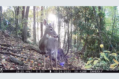 2778 Mule Stomp Road, Hot Springs, NC 28721 - Photo 24