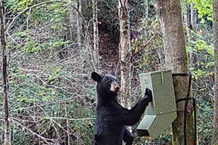 2778 Mule Stomp Rd, Hot Springs, NC 28721 - Photo 20