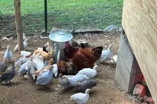 2778 Mule Stomp Rd, Hot Springs, NC 28721 - Photo 32