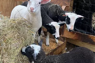 2778 Mule Stomp Rd, Hot Springs, NC 28721 - Photo 26