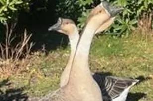 2778 Mule Stomp Rd, Hot Springs, NC 28721 - Photo 28