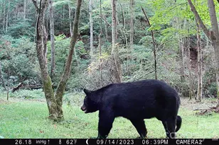 2778 Mule Stomp Rd, Hot Springs, NC 28721 - Photo 18