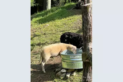 2778 Mule Stomp Road, Hot Springs, NC 28721 - Photo 34