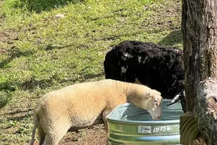 2778 Mule Stomp Rd, Hot Springs, NC 28721 - Photo 34