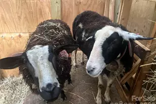 2778 Mule Stomp Rd, Hot Springs, NC 28721 - Photo 24