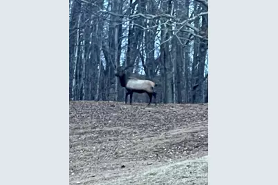 2778 Mule Stomp Road, Hot Springs, NC 28721 - Photo 36