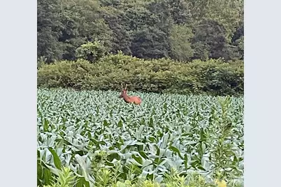 79 Sunflower Lane, Waynesville, NC 28785 - Photo 32