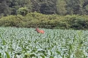 79 Sunflower Ln, Waynesville, NC 28785 - Photo 32