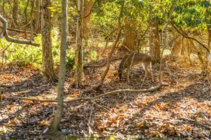 2388 Hebron Rd, Hendersonville, NC 28739 - Photo 42