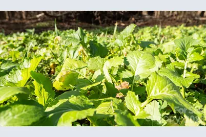 Tbd Upright Road, Mount Ulla, NC 28125 - Photo 10