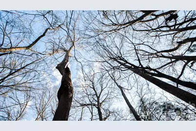 Tbd Upright Road, Mount Ulla, NC 28125 - Photo 8