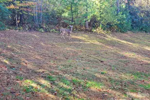 457 Dale Rd, Spruce Pine, NC 28777 - Photo 32