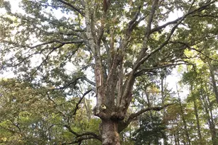 482 Windy Hill Ln, Lancaster, SC 29720 - Photo 34