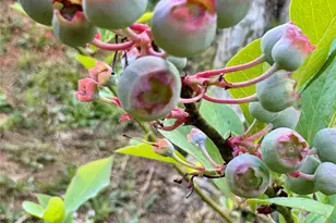 2050 Blowing Rock Blvd, Lenoir, NC 28645 - Photo 40