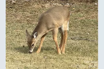 214 Davis Ridge Road, Banner Elk, NC 28604 - Photo 42