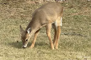 214 Davis Ridge Rd, Banner Elk, NC 28604 - Photo 42