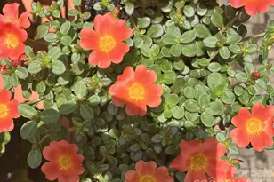 6421 Skyline Dr, Charlotte, NC 28269 - Photo 40