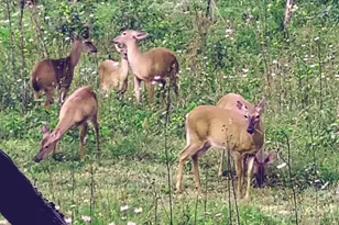 745 Broom Rd, Tuckasegee, NC 28783 - Photo 14