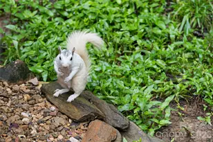 19 Forge Dr, Mills River, NC 28759 - Photo 32