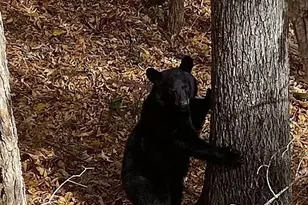 109 Emerald Ridge Rd, Sapphire, NC 28774 - Photo 32