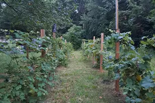 821 Bell Farm Rd, Statesville, NC 28625 - Photo 36