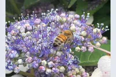 10 Aberdeen Drive, Arden, NC 28704 - Photo 32