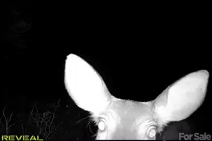 7039 Joe Bowman Ave, Newland, NC 28657 - Photo 34