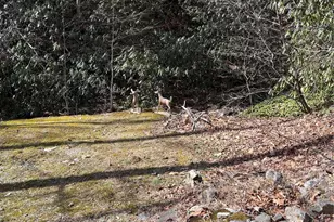 5 Creekside Dr, Maggie Valley, NC 28751 - Photo 12