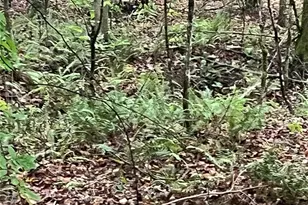 0 Darwin Rd, Gaffney, SC 29340 - Photo 6