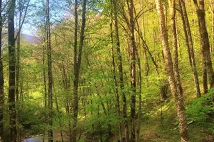 213 Hope Cir, Waynesville, NC 28786 - Photo 4