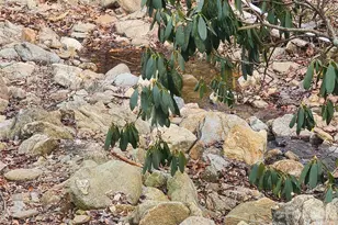 659 Cold Creek Rd, Canton, NC 28716 - Photo 32