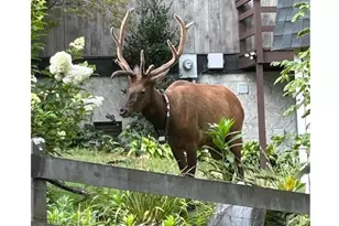 102 Sanctuary Rd, Maggie Valley, NC 28751 - Photo 8