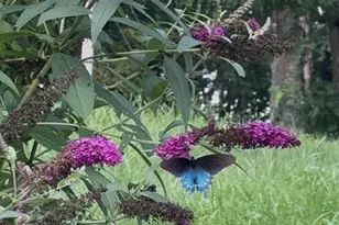 190 Benfield Rd, Crossnore, NC 28616 - Photo 30