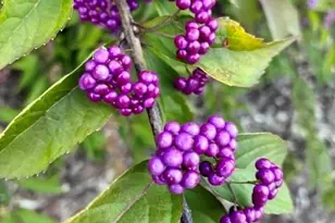 405 Mistletoe Trail, Hendersonville, NC 28791 - Photo 48