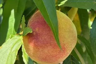 405 Mistletoe Trail, Hendersonville, NC 28791 - Photo 46