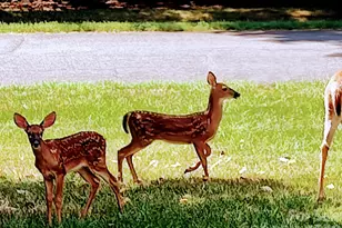2429 Cassidy Dr, Davidson, NC 28036 - Photo 30