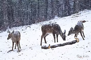 1594 High Vly Wy, Lenoir, NC 28645 - Photo 38