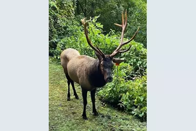 135 Pretty Ridge Road, Maggie Valley, NC 28751 - Photo 44