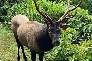 135 Pretty Ridge Rd, Maggie Valley, NC 28751 - Photo 44