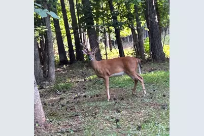203 Burnt Chimney Lane, Rutherfordton, NC 28139 - Photo 26