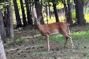 203 Burnt Chimney Ln, Rutherfordton, NC 28139 - Photo 26