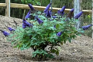 203 Burnt Chimney Ln, Rutherfordton, NC 28139 - Photo 34