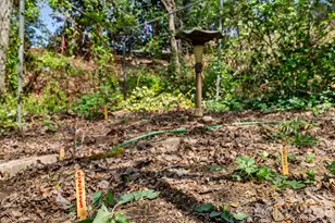 48 Springvale Ave, Asheville, NC 28803 - Photo 44