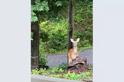 109 Paradise Circle, Clyde, NC 28721 - Photo 42