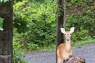 109 Paradise Cir, Clyde, NC 28721 - Photo 42